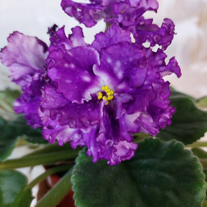 Сенполия сортовая лист 500тг