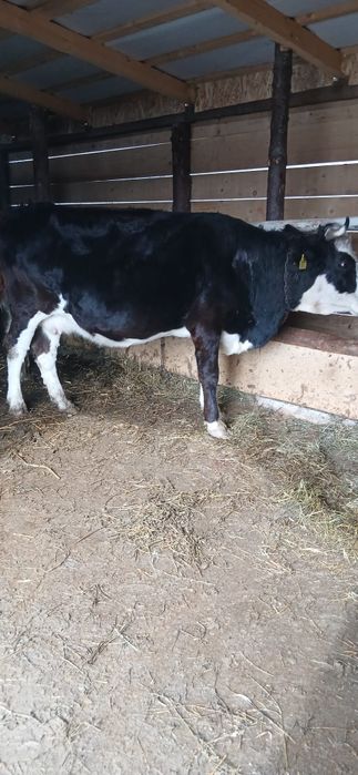 Vând vaca baltata românească