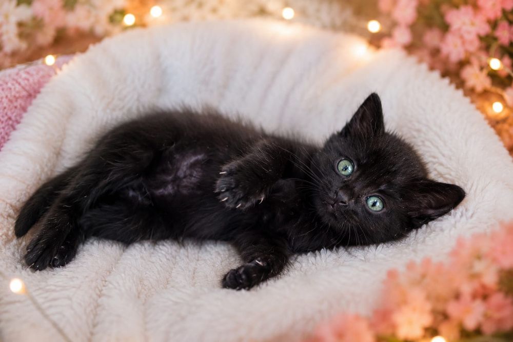 Котенок в самые ответственные руки