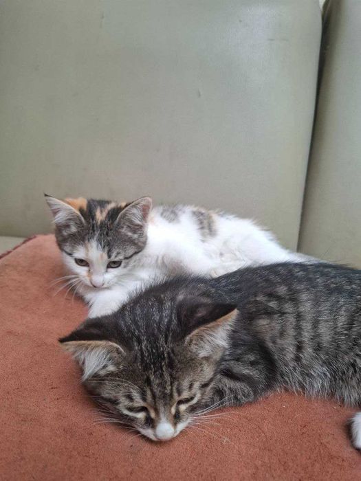 Котята приученные к лотку, отдам в добрые руки. Самарканд.