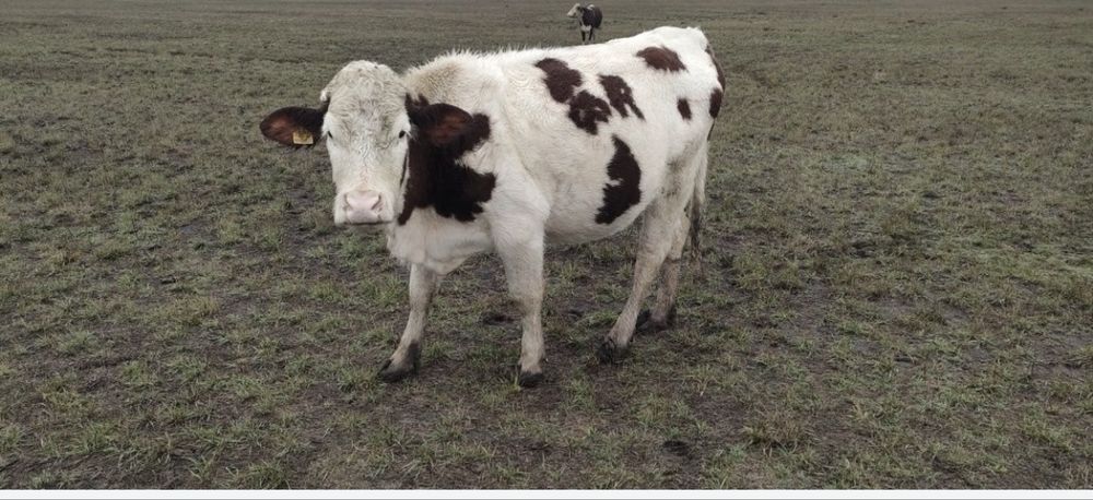 Продам КРС, МРС,   Іри мал, кой сатамын