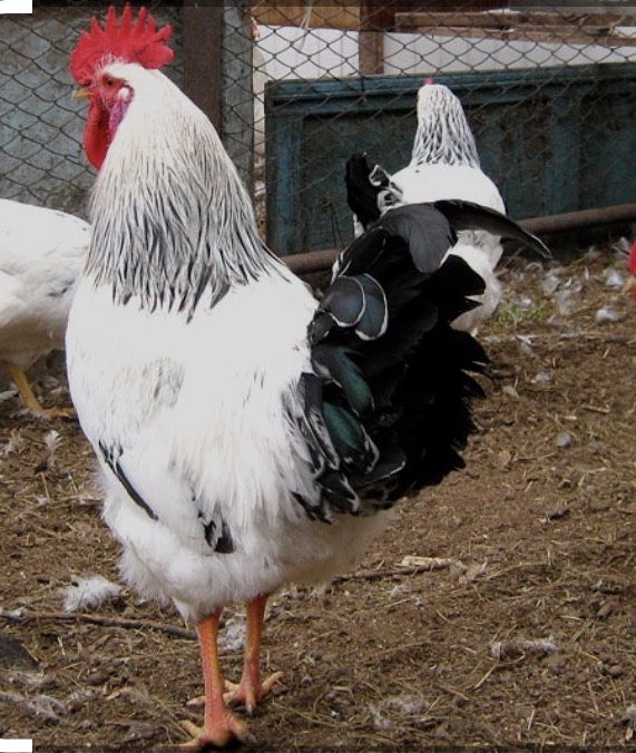 Продам Адлер петух