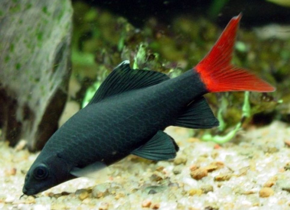 Акаариум баликлари Зоомагазин Кеша