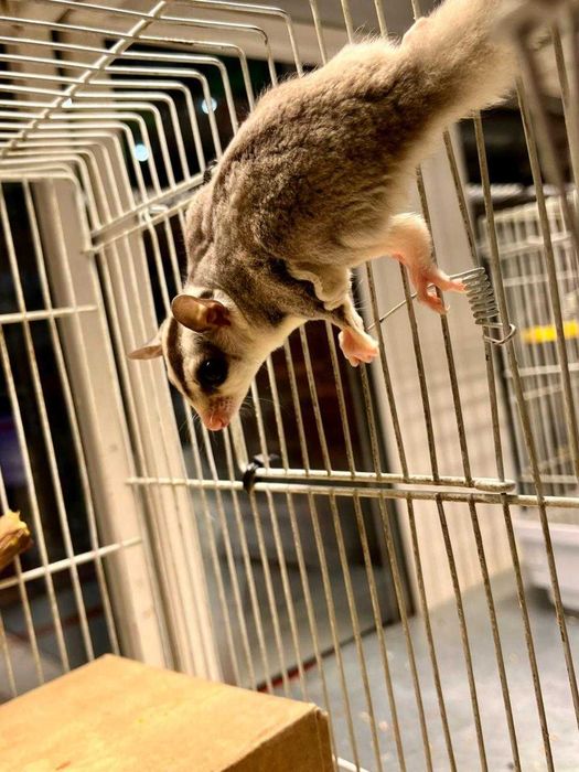 Сахарный поссум  в ЗООМИРЕ