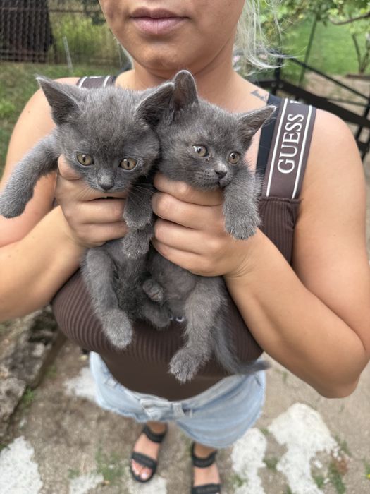 Руски сини котета