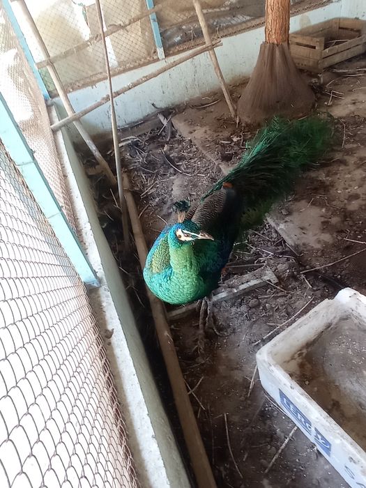 Авлак,,Императорский,, павлины взрослые,1 самец и 4 самки