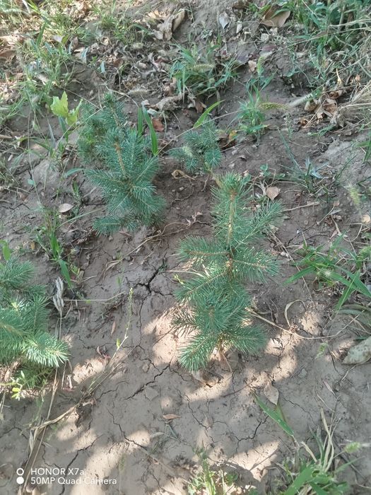 Арча эль Голубая