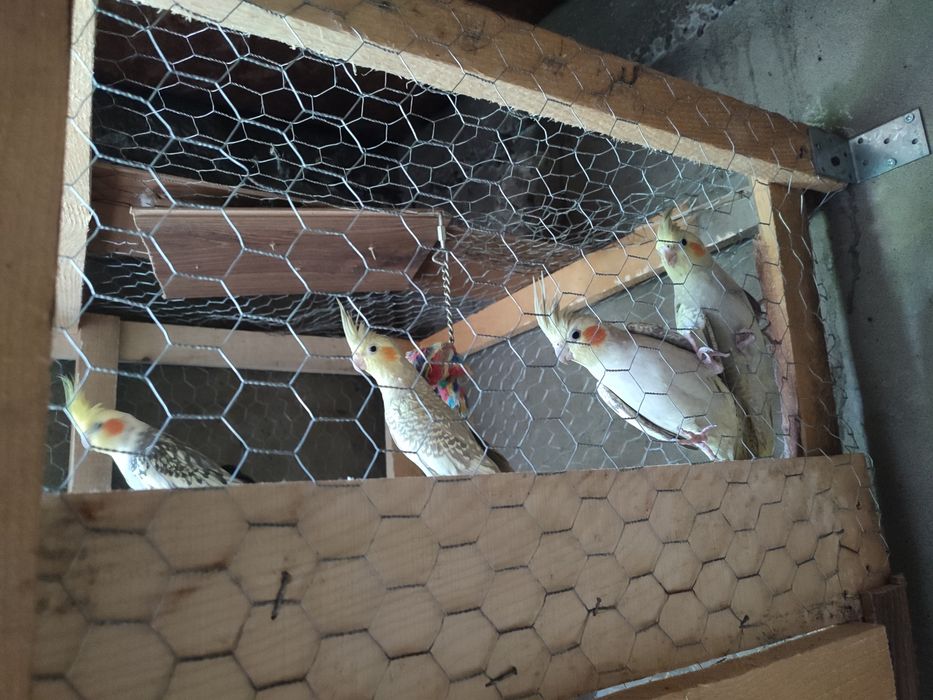 Vând papagali nimfe