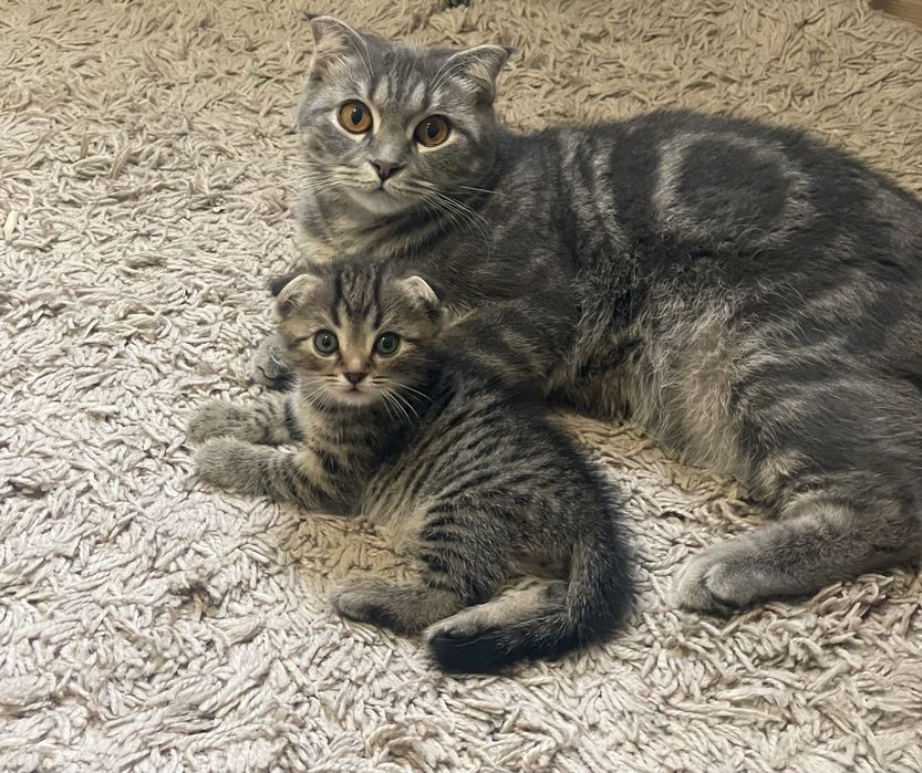 Продаются шотландские котята