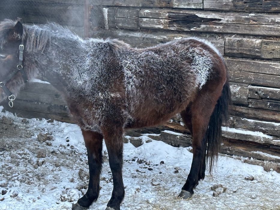 Продам кобылу молодая жеребилась один раз