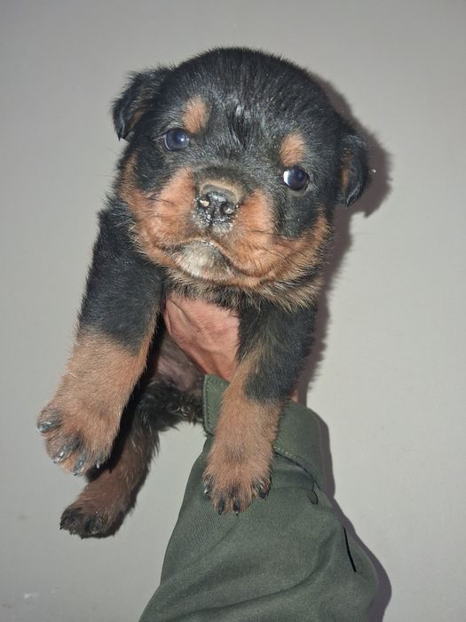 Продается девочка ротвейлер