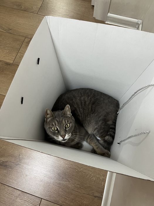 Пропал кот г. Каскелен