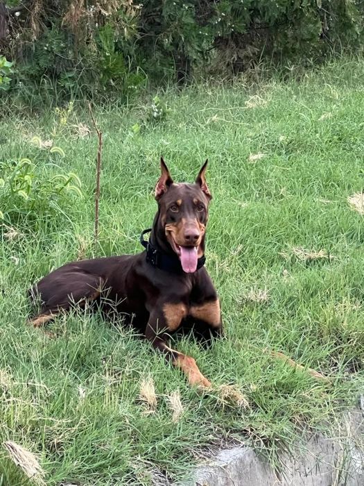 Доберманы 2 месяца