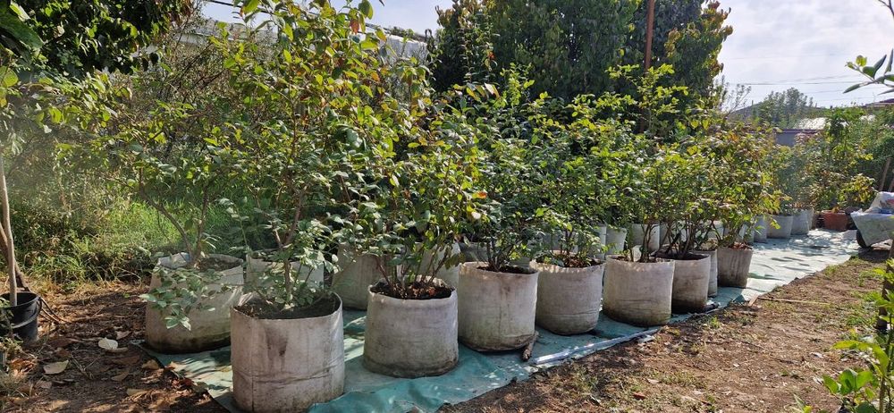 Голубика садовая