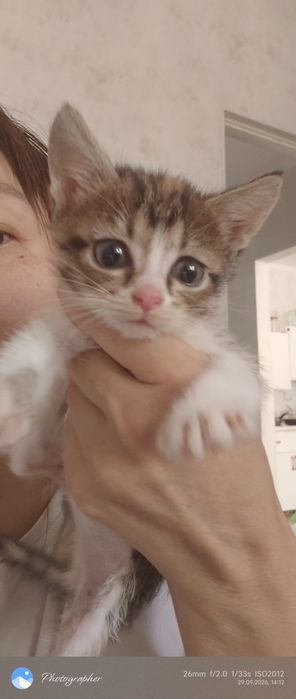 Девочки котята возраст 1 мес