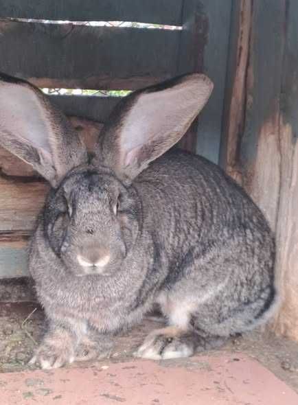 Iepuri uriaș german  Gri și Albi