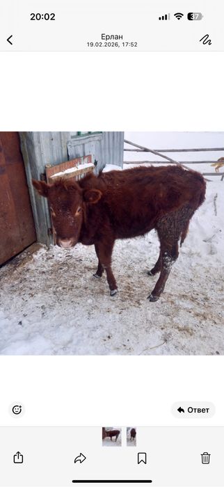 Телочка годовалая