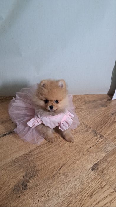 Pomeranian cu pedegree