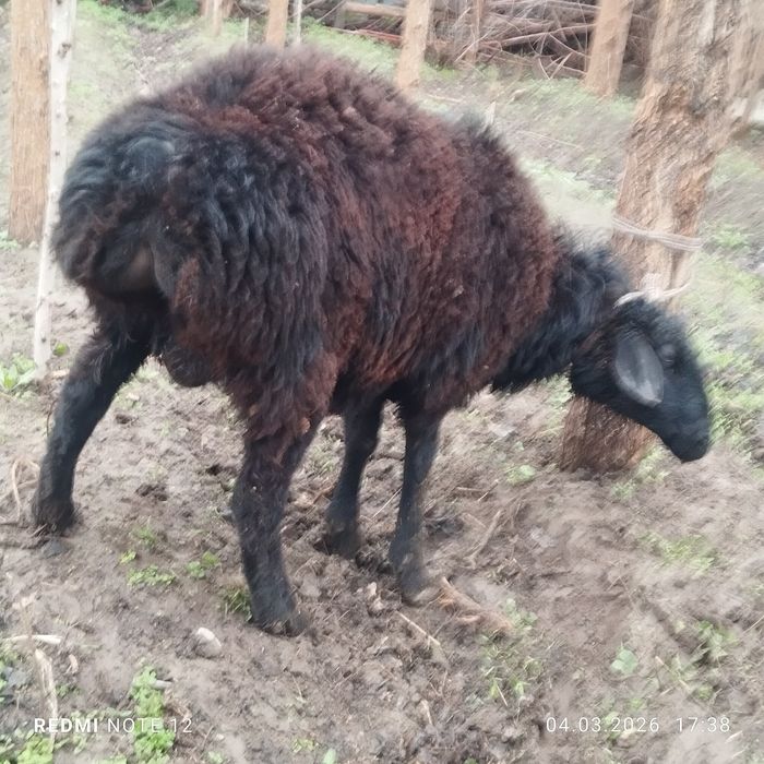 Куй ва кузилар сотилади еб ичиши зур