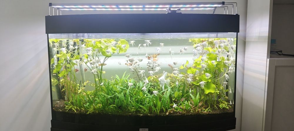 Acvariu Juwel Vision 180L  complet