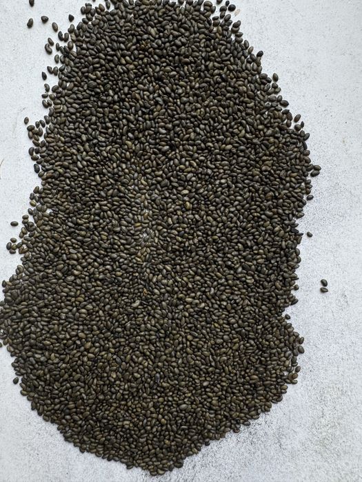 Семена люцерны семиреченская