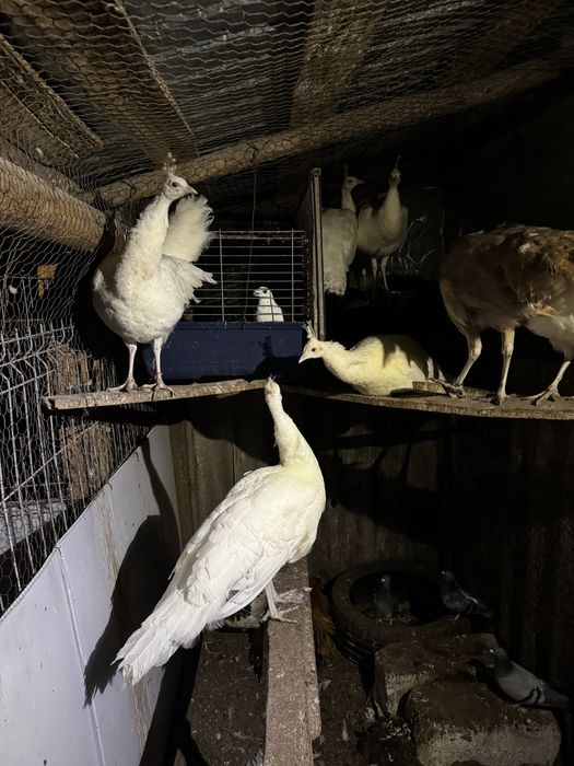 Pauni diferite culori