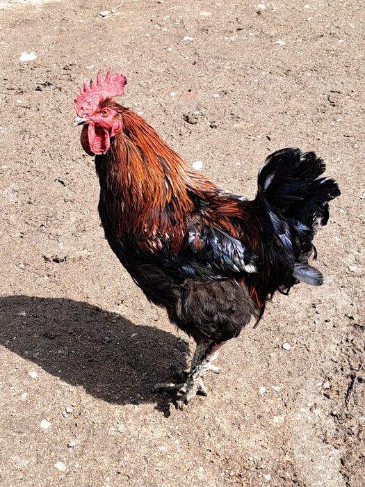 Cocosi marans si australop