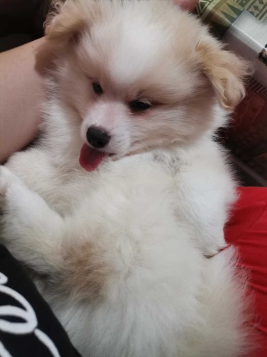 Мъжко Кученце Померан