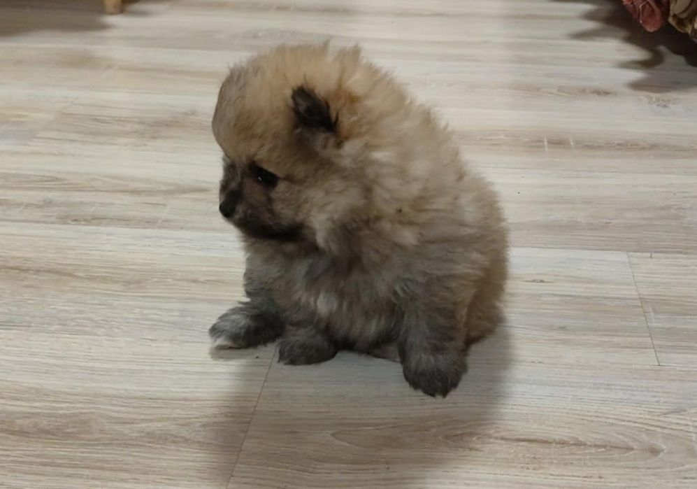 Продавам померан