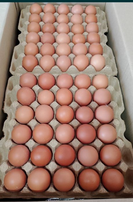 Яйцо инкубационное