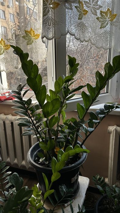 Продам замиокулькас и фикус