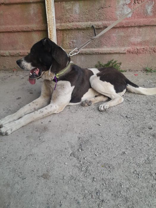 Среднеазиатская овчарка