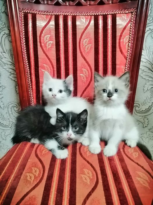 Мысықтар кішкентай