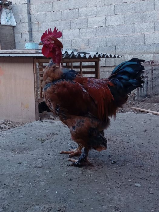 Қороздар бор 3500 тенге