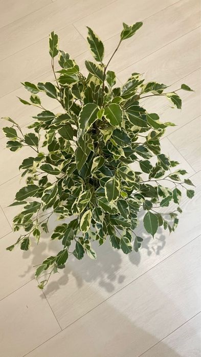 Красивые комнатные цветочки