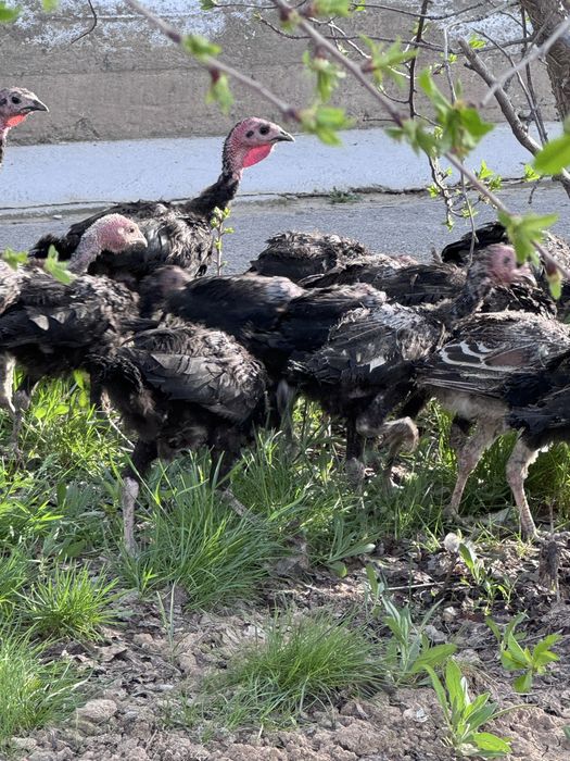 Күрке балапандар