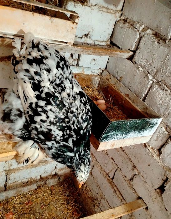 Гигант Брама тухумлари.