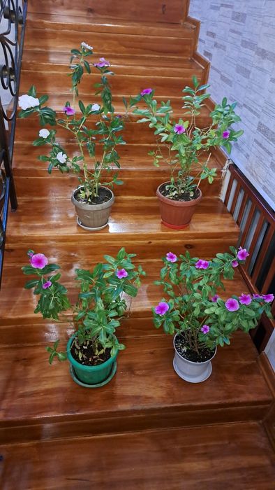 Катарантус  розовый