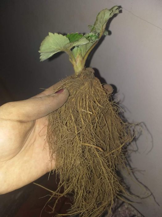 Разсад за ягоди 0.25€ целогодишни сезони и други само сега разполагаме