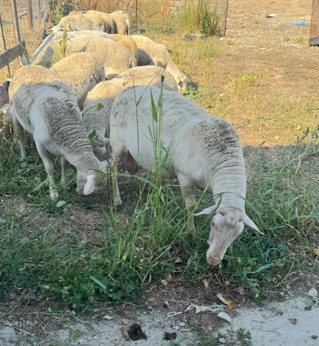 Berbeci rasa Blanche du Masiff Central
