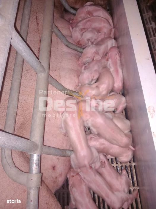 Afacere La Cheie Ferma De Porci