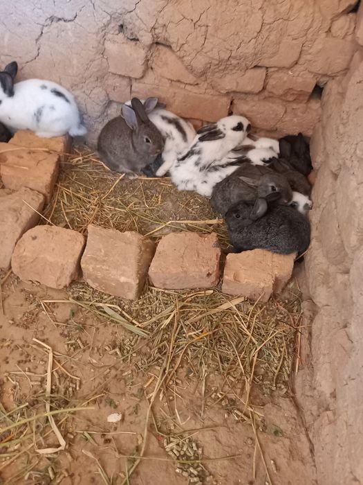 Quyon bor 1 oylidan 1 yilligachon