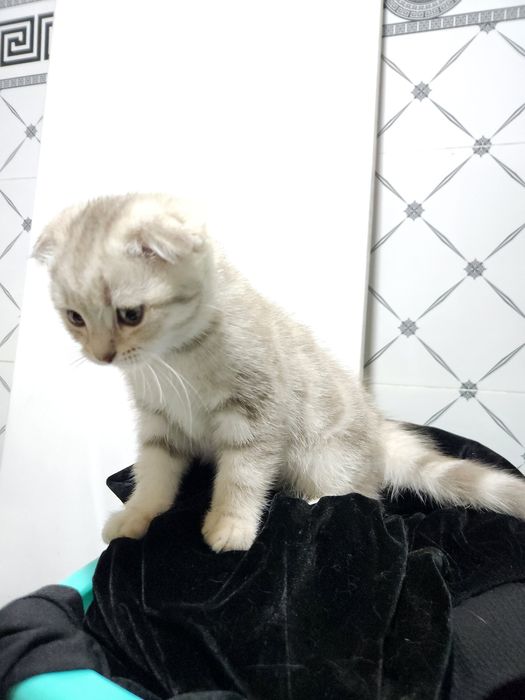 Skotish fold sotiladi qiz mushukcha