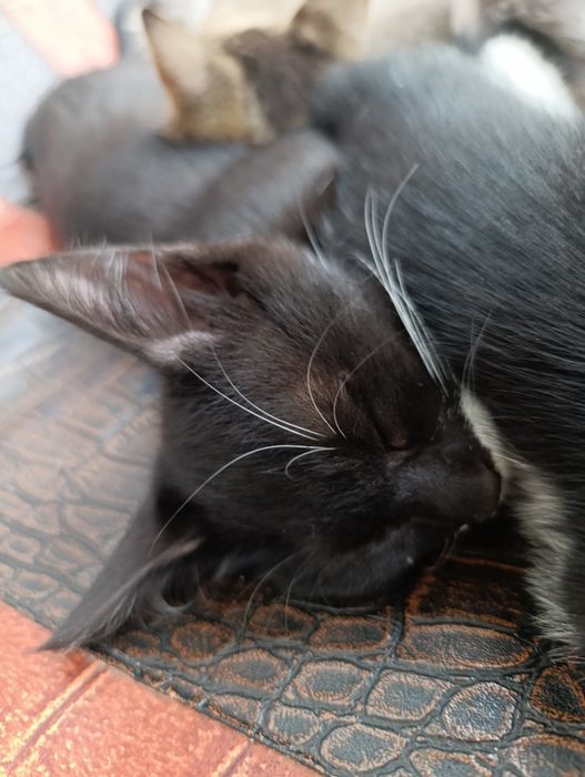 Mushuk bolalari beriladi