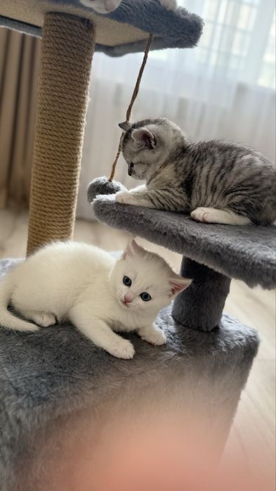 милые шотландские котята