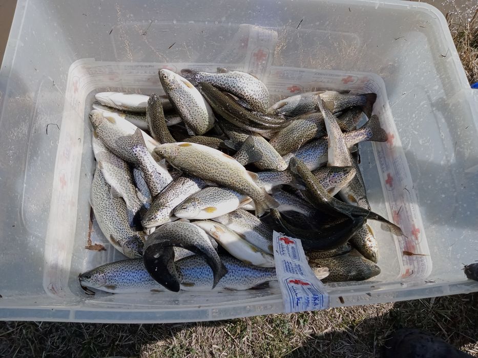 Свежая живая форель