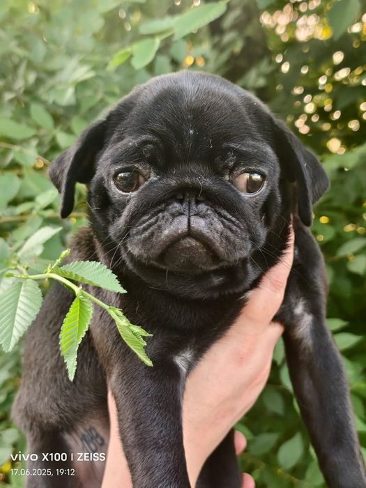 Очаровательные щенки мопса.