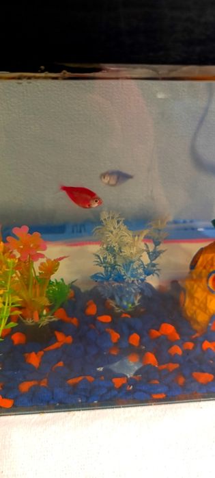 Продам аквариум с рыбками