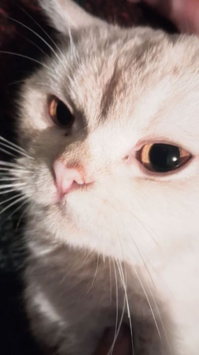 Британски мушук.