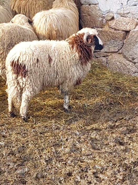 Vând doi miei din vară